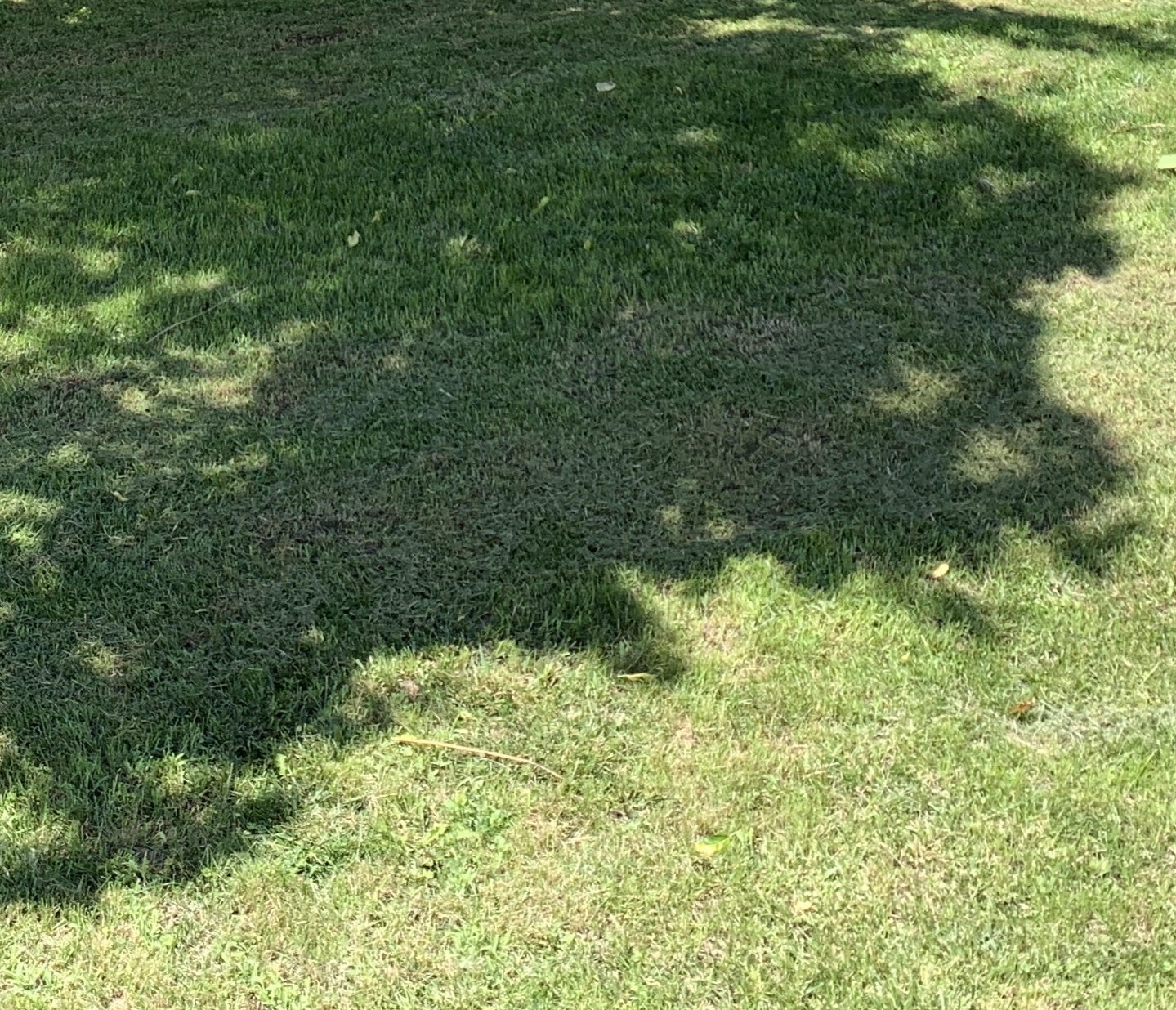 A picture of grass in the summertime