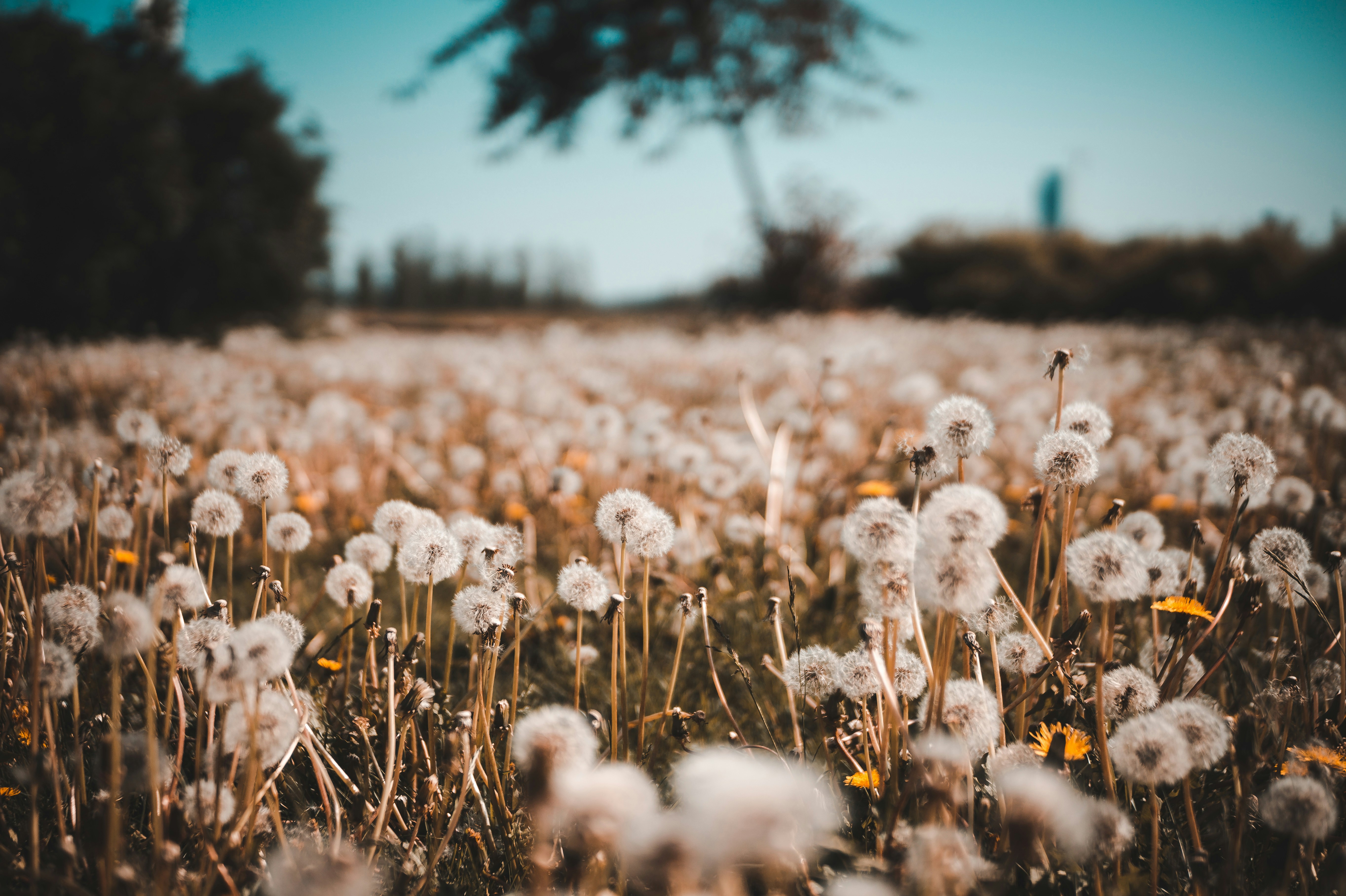 dandelions