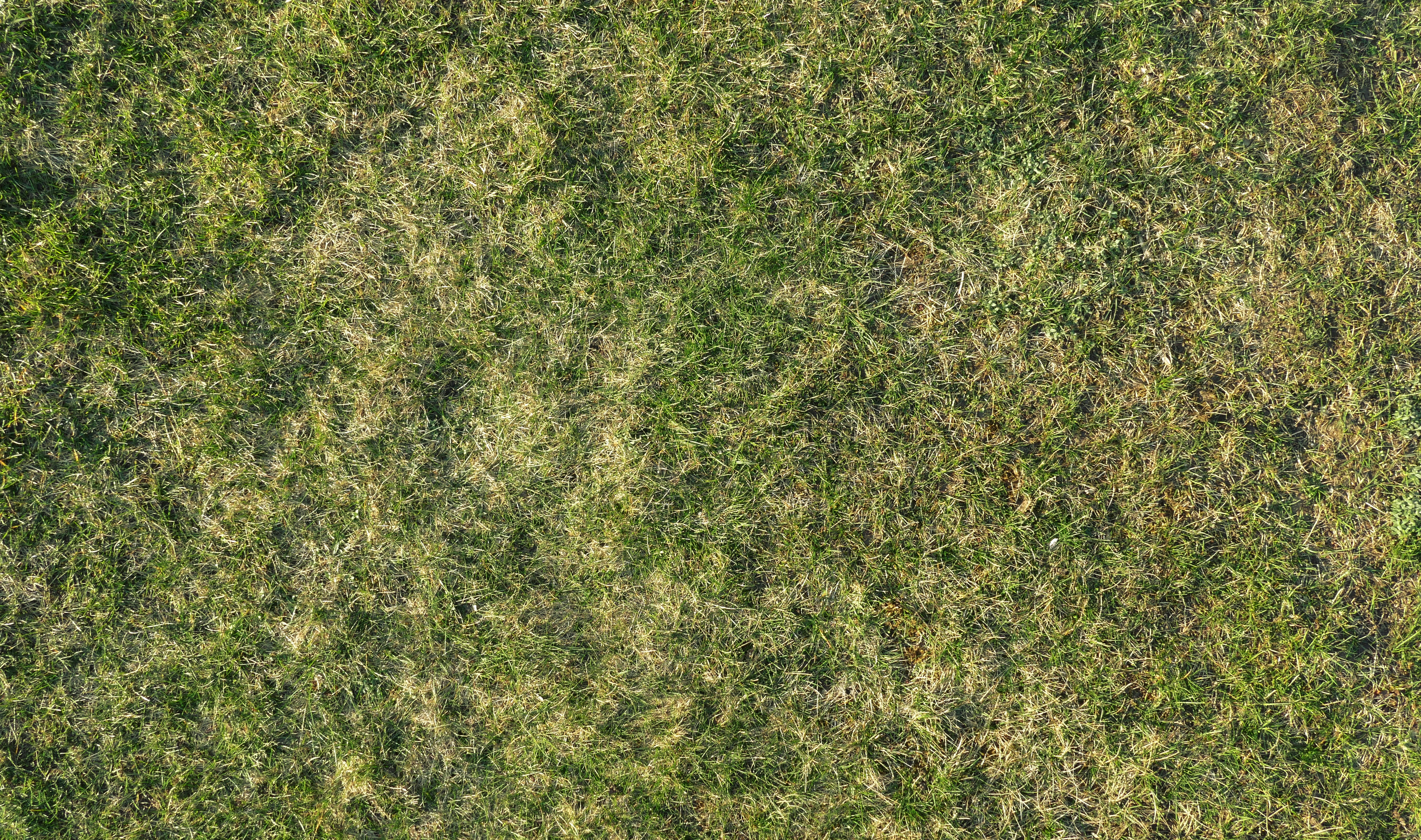 Dormat grass.