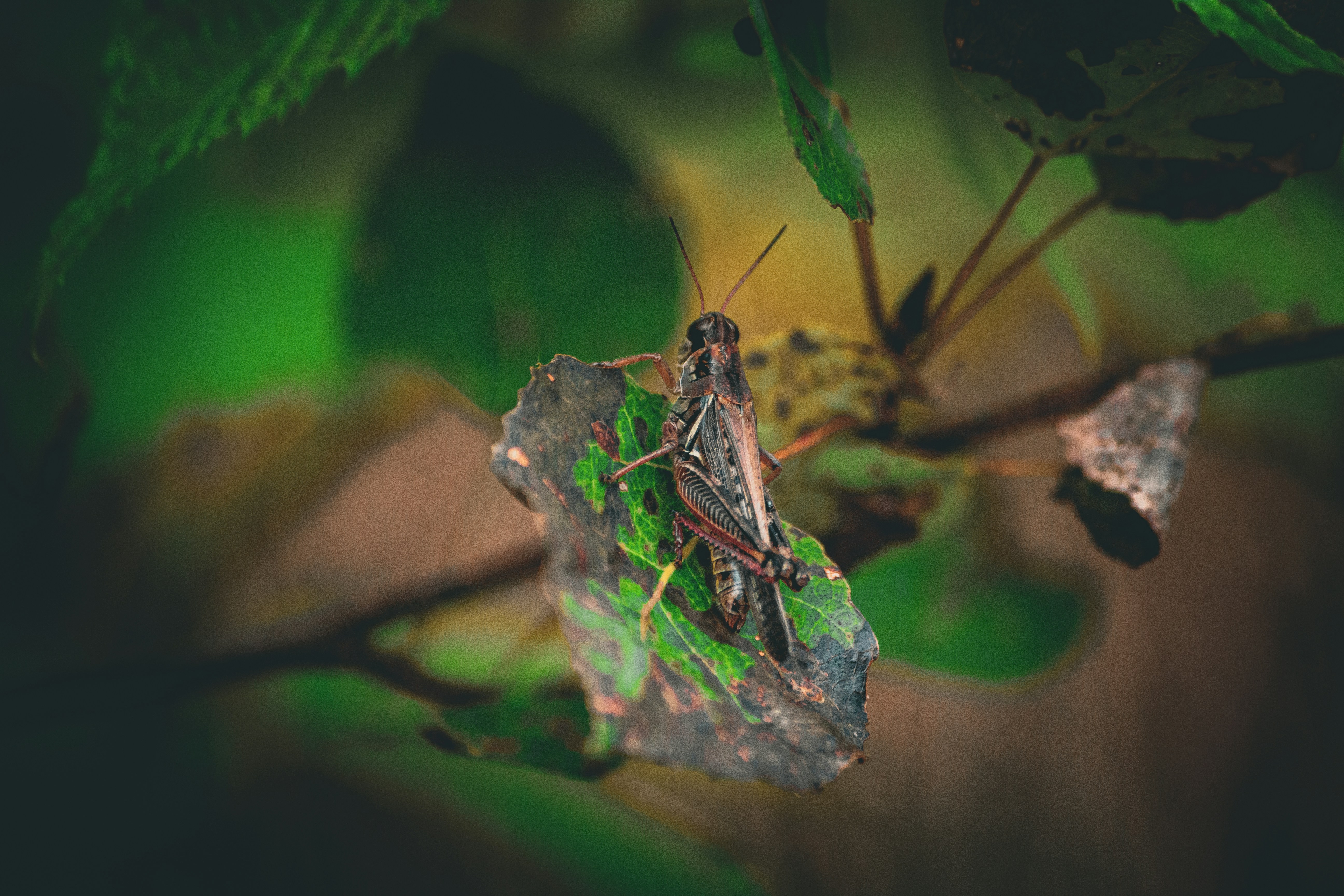 Grasshopper on a leaf.