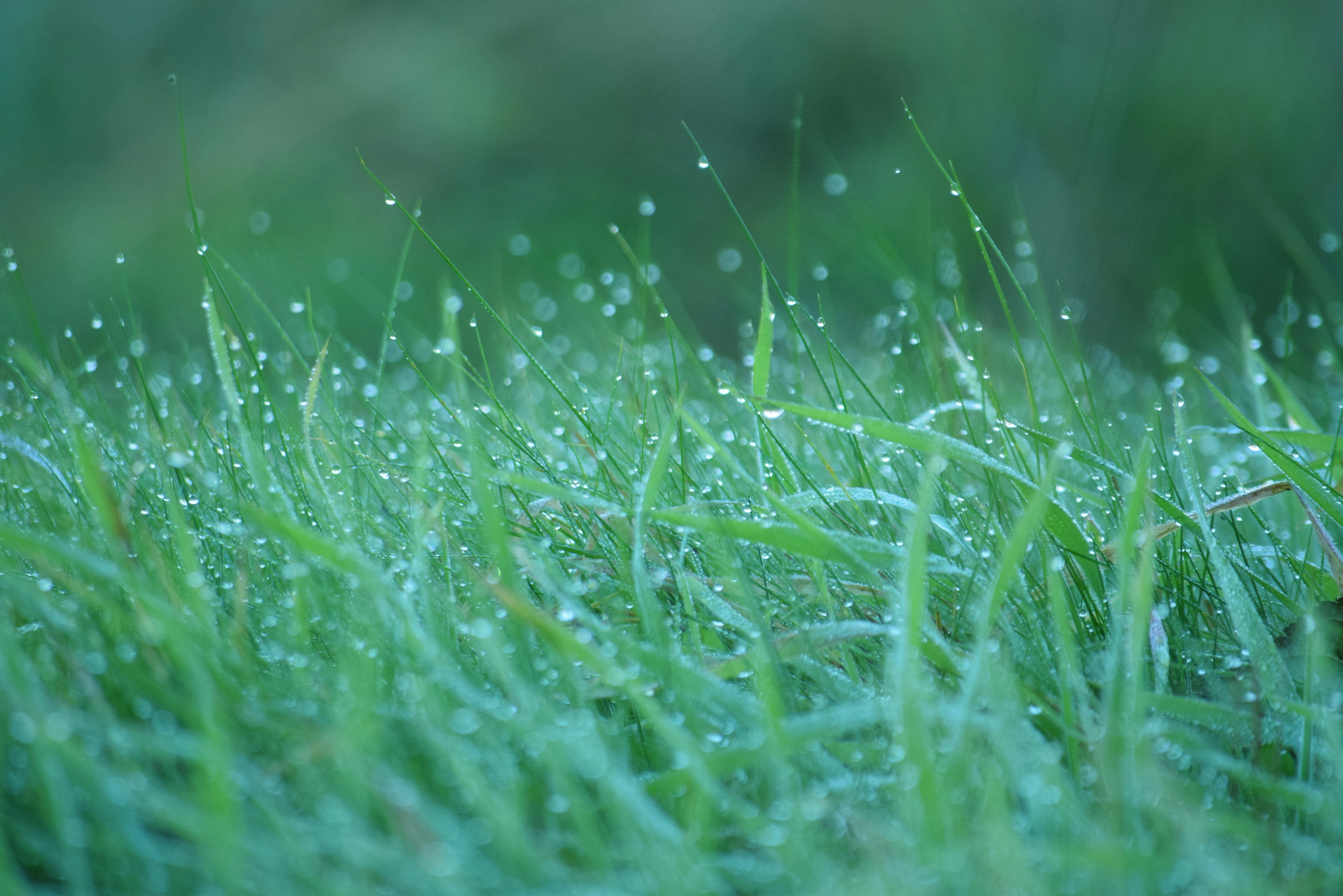 Rain dropping on grass
