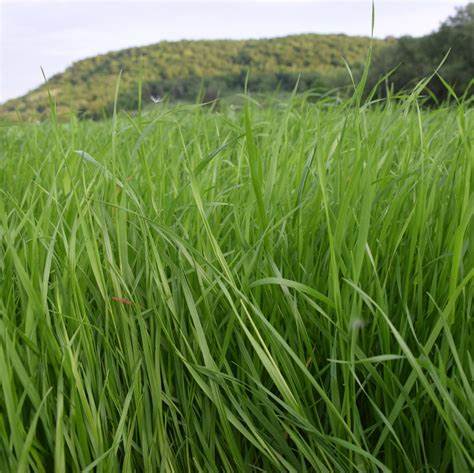 Ryegrass