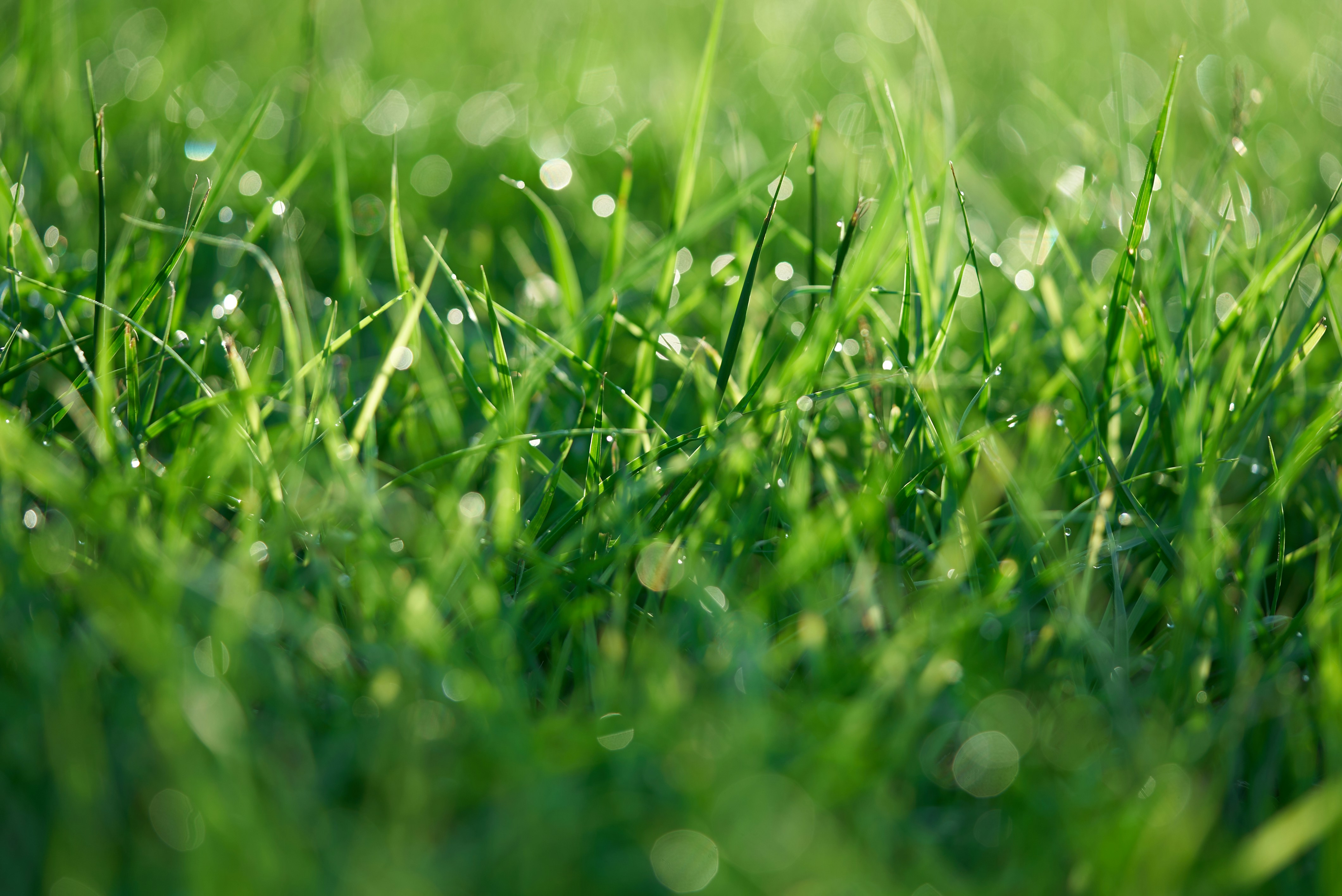 Spring Grass