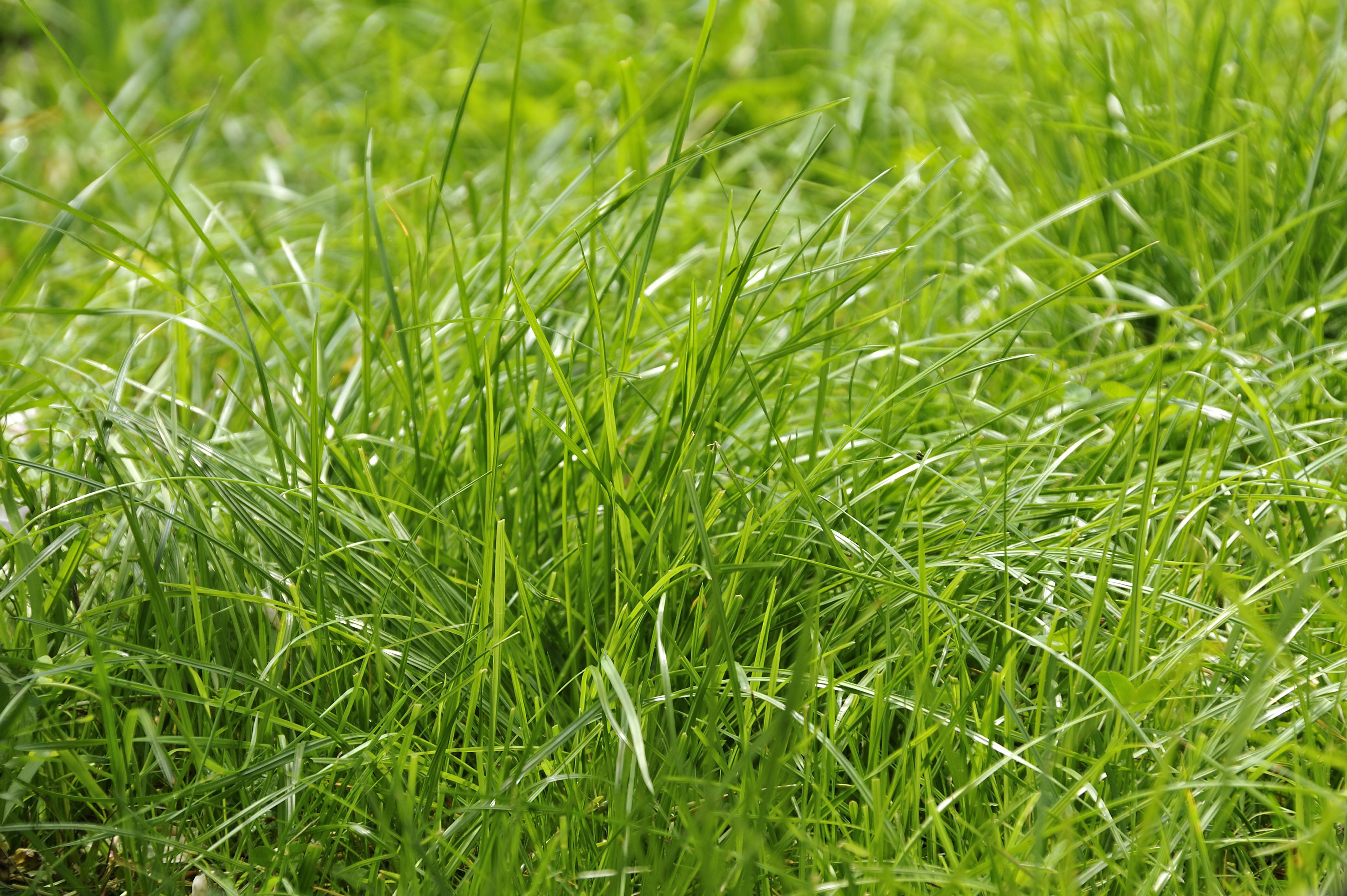 Tall Fescue