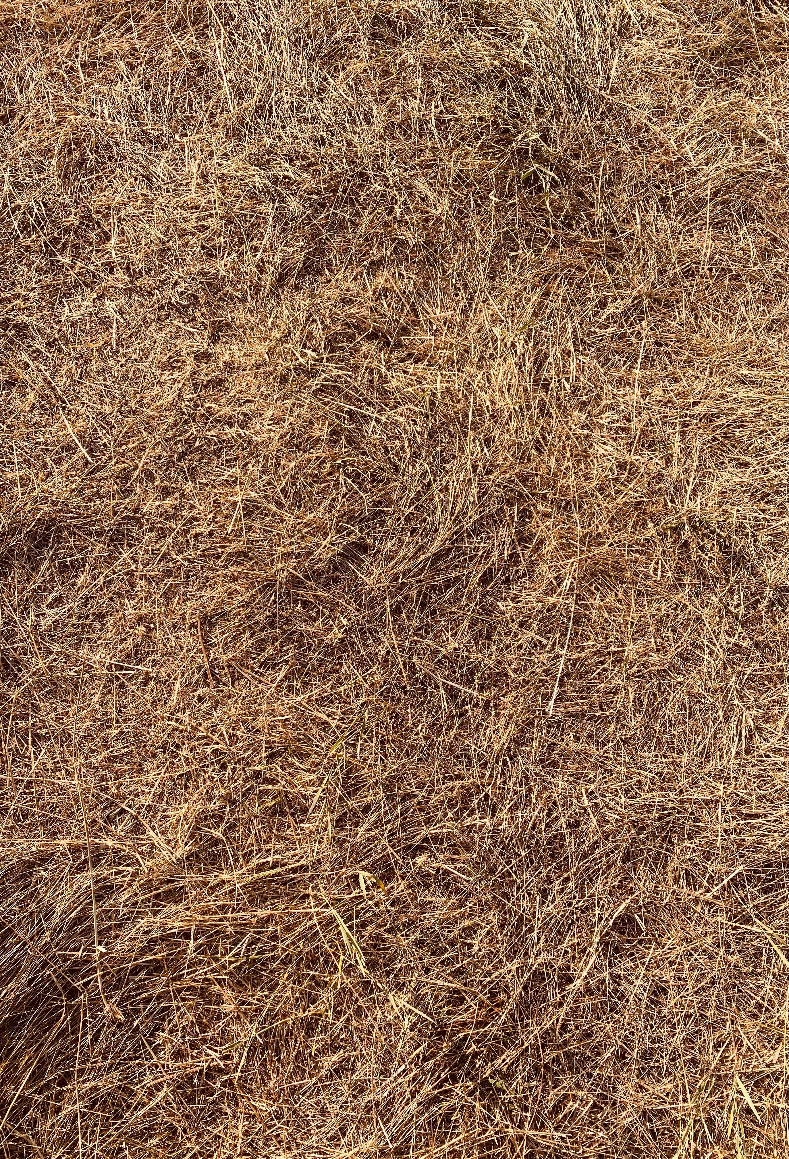 Grass with brown Patches.